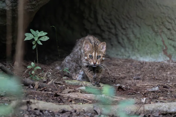 石虎「小母」。台北市立動物園提供