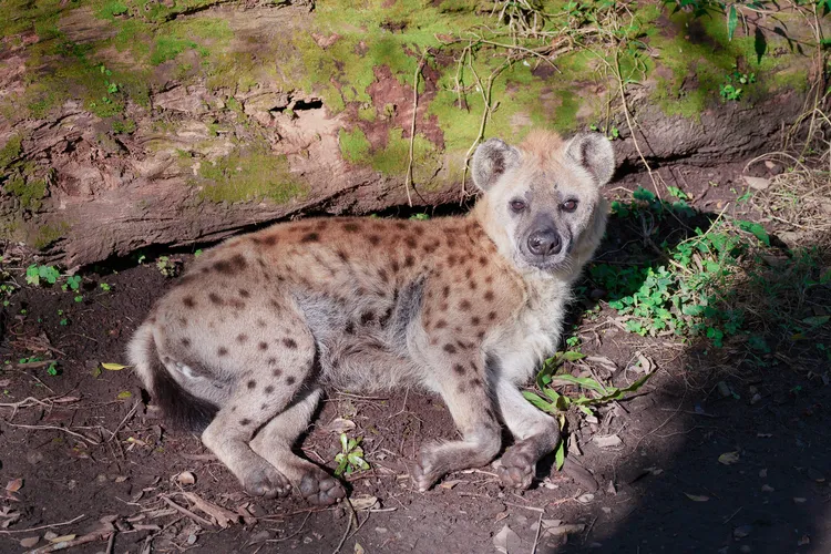 斑點鬣狗「小乖」。台北市立動物園提供