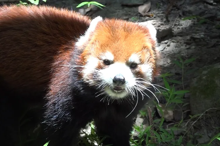 小貓熊「歡歡」。台北市立動物園提供