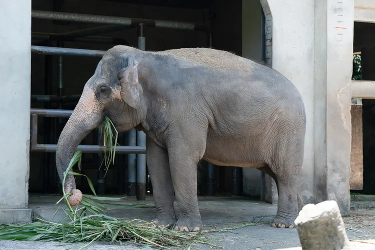 亞洲象「友愷」。台北市立動物園提供
