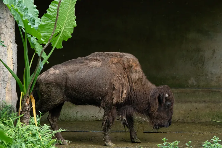 美洲野牛「角娃」。台北市立動物園提供