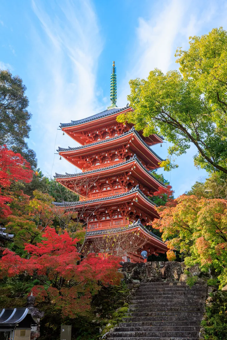 四國高知秋景色。台鋼燦星提供