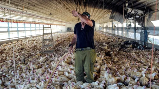 「轟炸雞」!真主黨發射320火枚箭聲勢浩大 炸到以色列雞舍嚇死幾隻雞