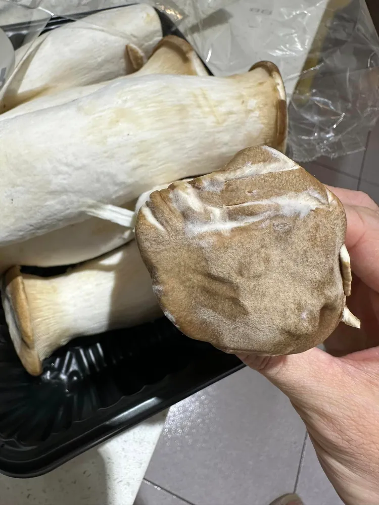 網友回家才發現杏鮑菇「毛茸茸」。翻攝Costco好市多 商品經驗老實說 臉書