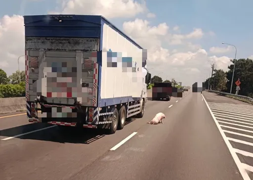 豬豬降落國道!一臉驚恐蹲坐路中 國道警要查肇事車輛
