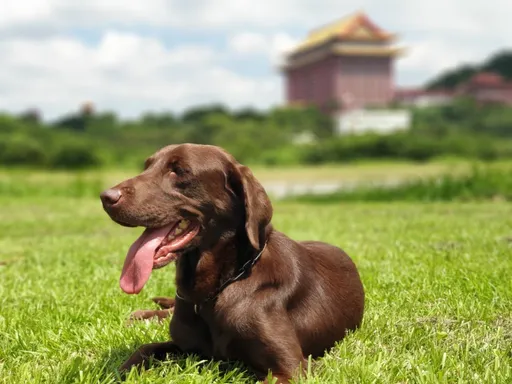 愛狗人士看過來!北市搜救犬Uny開放寄養 8歲拉布拉多是個女生