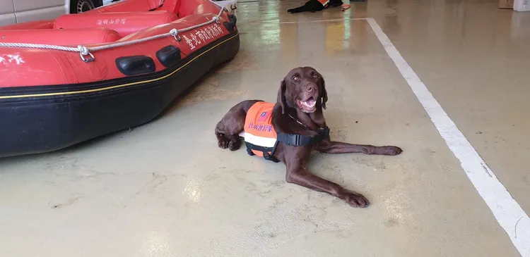 退役搜救犬Uny。消防局提供