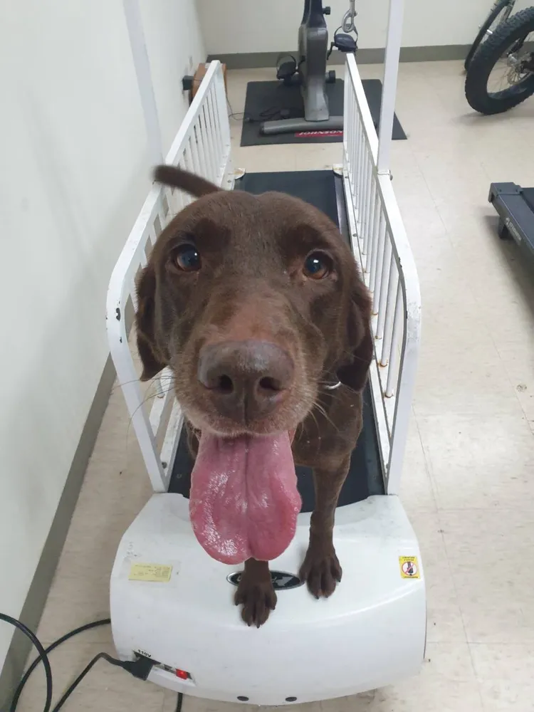 Uny現正接受愛犬民眾的寄養申請。消防局提供