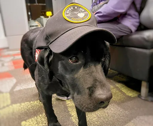 壹蘋派生活美語 「聞」機行事!臺灣首隻電子偵測犬登場