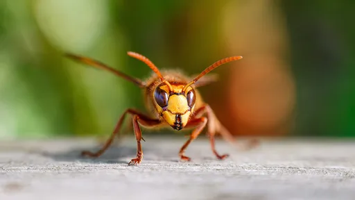 被虎頭蜂圍攻怎麼辦? 醫師:離開→清洗→拔刺→冰敷