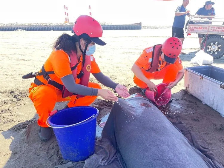 苗栗通霄海水浴場正舉行沙雕藝術節，沒想到竟有兩隻鯨豚擱淺湊熱鬧。民眾提供