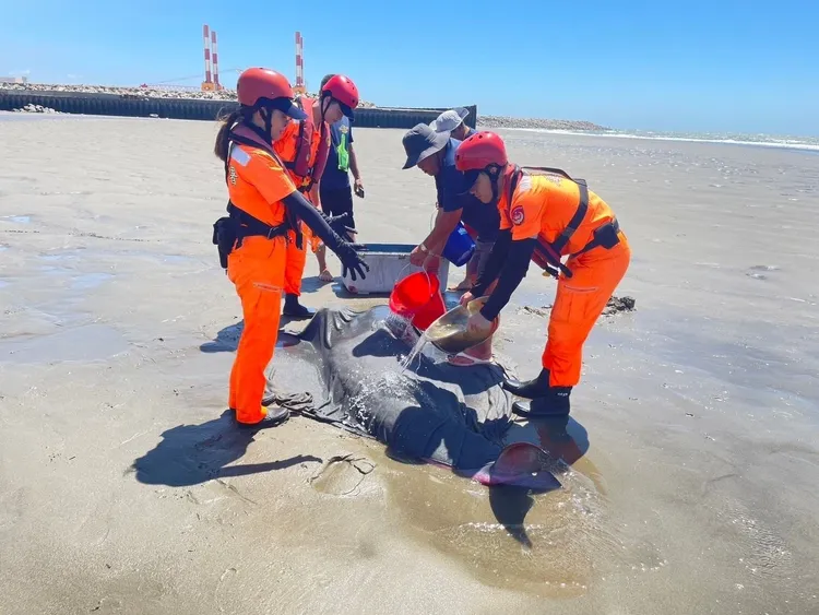 這對侏儒抹香鯨疑似是母子，外觀沒有明顯外傷，被送往基隆鯨豚救傷站安置。民眾提供
