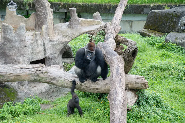 8月8日父親節當天有西部低地大猩猩保母講古，一起來聽聽星猩爸爸「迪亞哥」的育幼故事。台北市立動物園提供