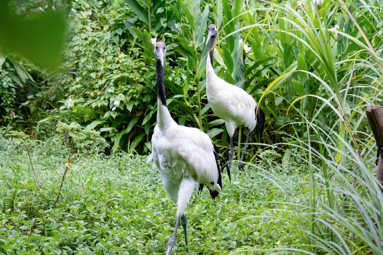 8月10日七夕情人節，在園內布置五處「_我在動物園的愛情宣言」手牌，歡迎合影打卡。台北市立動物園提供