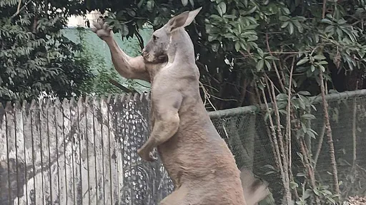 遊客控訴夜遊動物園「被袋鼠毆打」 園方證實了:但機率很小很小