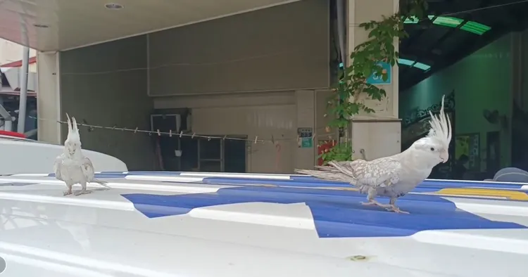 消防人員清理火場發現２隻鸚鵡，已經等不到主人歸來。翻攝照片