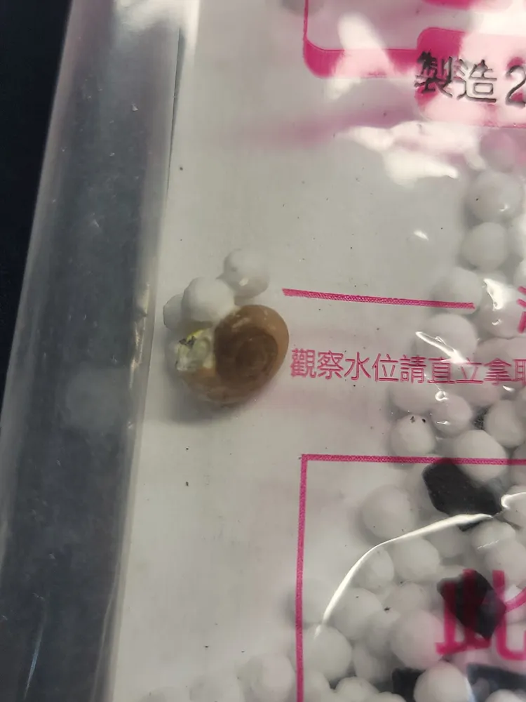 買到蝸牛除溼袋，網友自嘲是否要去買樂透。翻攝「Costco好市多 商品經驗老實說」臉書