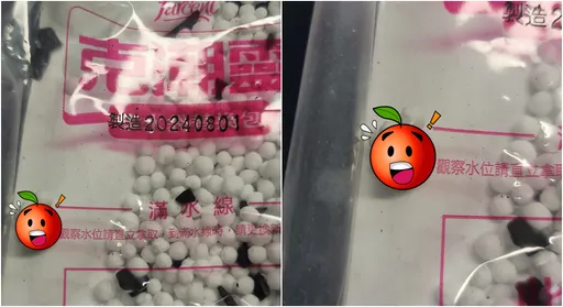 好市多除溼袋驚見蝸牛 網看傻:生物實驗被發現用蝸牛了