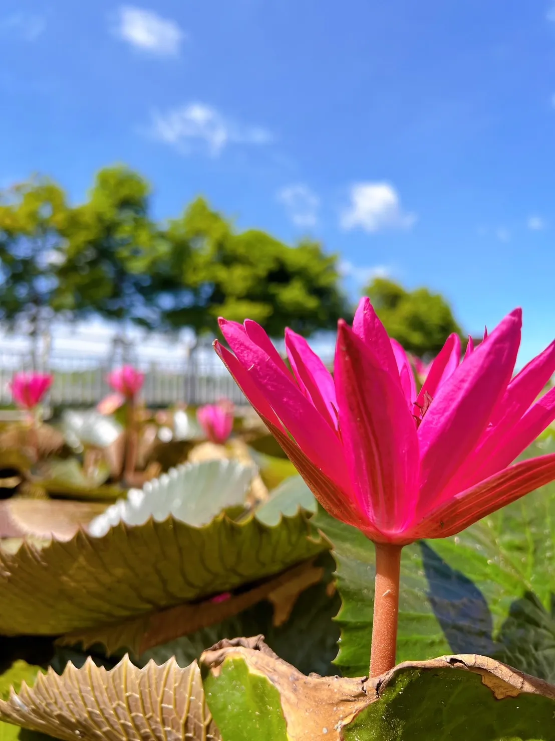 蓮花盛開。農業局提供