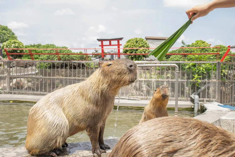 入住專案可選擇至日式園區體驗水豚等萌寵餵食。綠舞提供