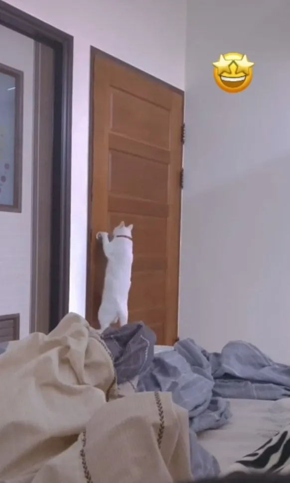 貓咪自學開門。TikTok@r7301__ 提供