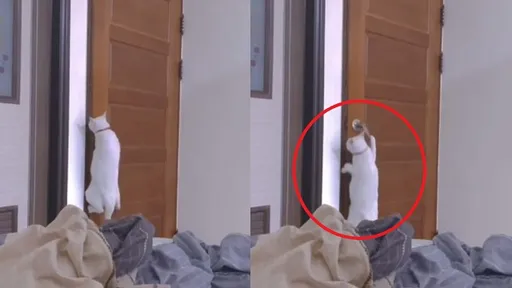 想出去鏟屎官不幫忙　喵星人「靠自己」熟練開門