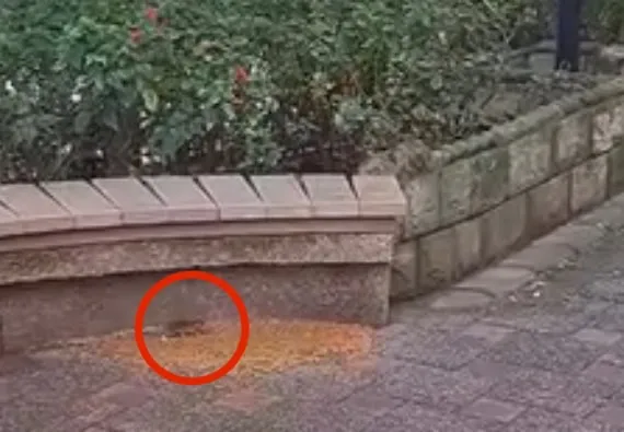 扶輪公園去年底也鬧過鼠患，民眾直擊老鼠在街上亂跑，令人毛骨悚然。翻攝自林口大家庭臉書社團