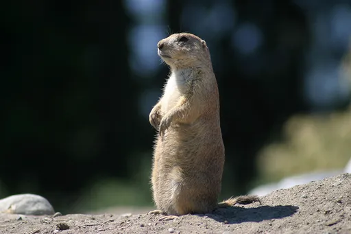 壹蘋派生活美語　觀動物知天氣