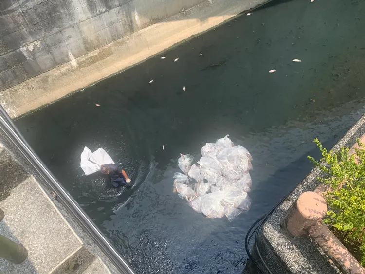 環保局得知消息後，立刻派員前往清理魚群屍體。葉先鵬攝