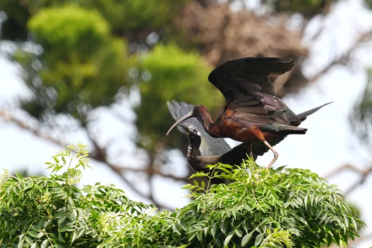 彩䴉在台南市北門區現身，還在樹梢餵食幼鳥，是台南首見育雛行為。台南市生態保育學會提供