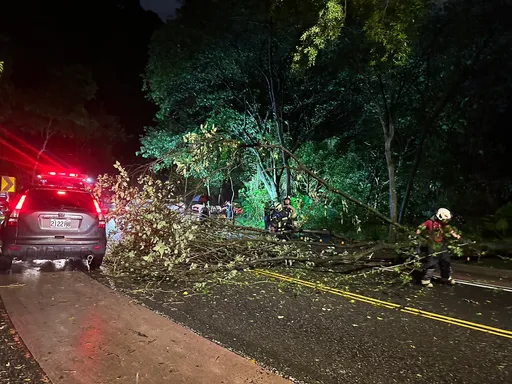 滂沱大雨！桃園路樹倒場橫在車道　警消聯手排除中