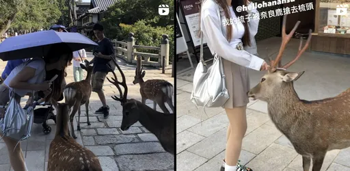 禮多「鹿」不怪!她鞠躬替奈良鹿梳毛 鹿群狂討梳日人感動