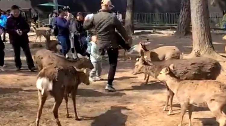 疑似中國人用腳踢鹿。翻攝自X @FreeAll_protest