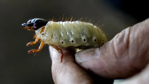 哥倫比亞垃圾問題何解?工程師:有請甲蟲出馬