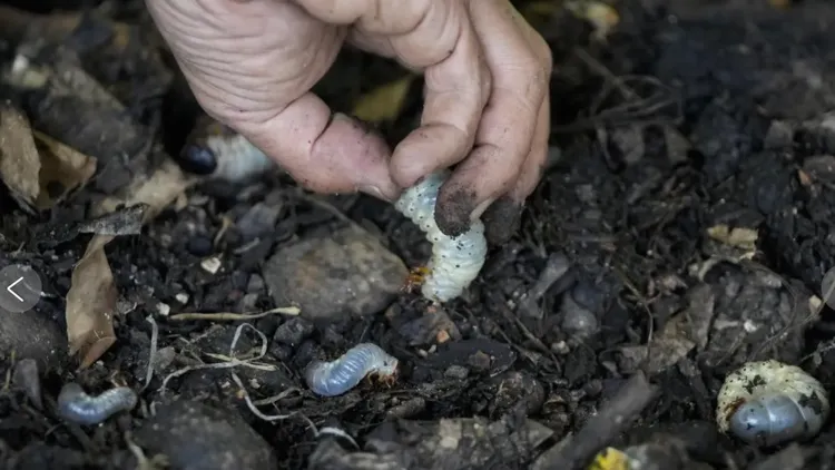 犀角幼蟲會分解有機垃圾。美聯社
