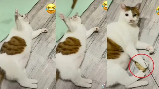 貓界阿宅！喵星人連玩逗貓棒都懶　「能躺幹嘛要起來？」