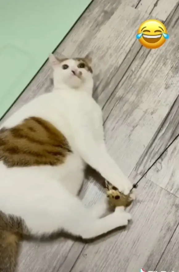 貓咪抓住逗貓棒,跟偶一起賴在地上就好。TikTok@mibao_faftat 提供