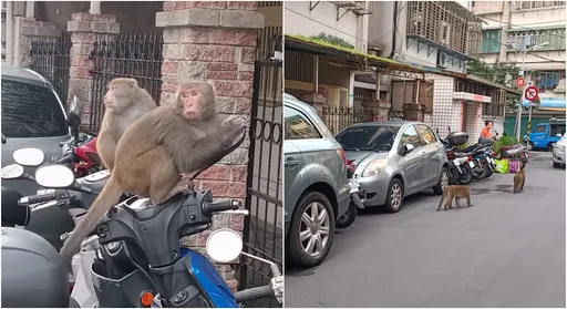 猴子走進都市!內湖驚見2隻趴機車 居民:曬衣見牠坐面前「跟我對看」