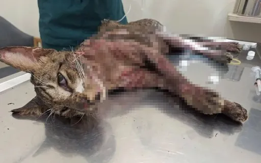 台中浪貓疑遭熱油燙死「蛋蛋也融了」　動保處聯合警方緝兇