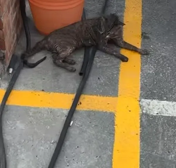 疑被燙死的浪貓前天在台中市梧棲區文化路被發現。翻攝臉書