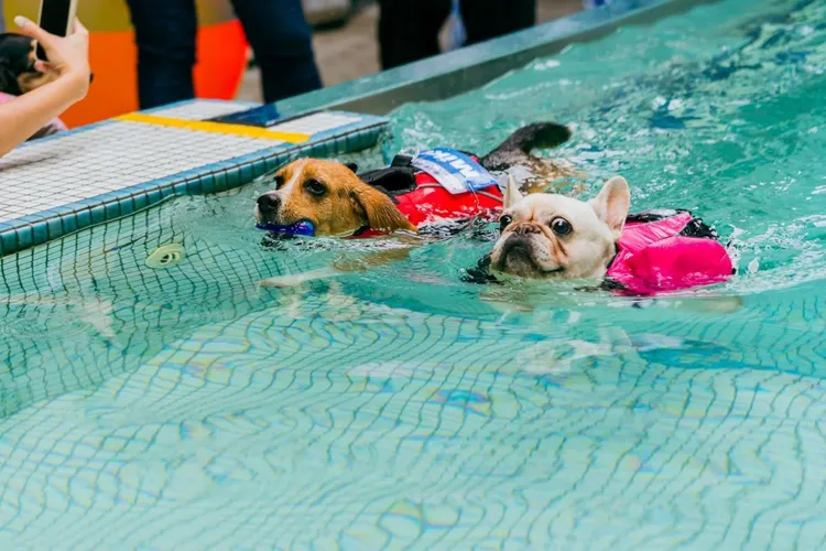 汪星人泳汪直前。動保處提供