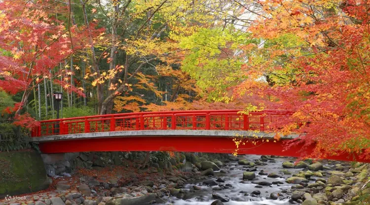 「Saphir踴子號」從東京直達伊豆半島，旅客無需轉乘便能直達賞楓勝地。業者提供