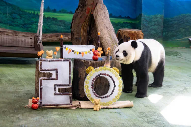 圓圓近年來擔起保育大使身份，讓更多民眾關注到其他同為瀕危的物種。北市動物園提供