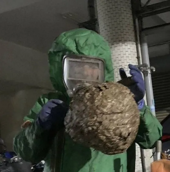 摘除虎頭蜂窩。新竹縣府提供