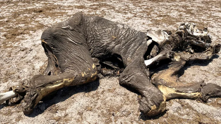 辛巴威部分老弱大象也因乾旱渴死。路透