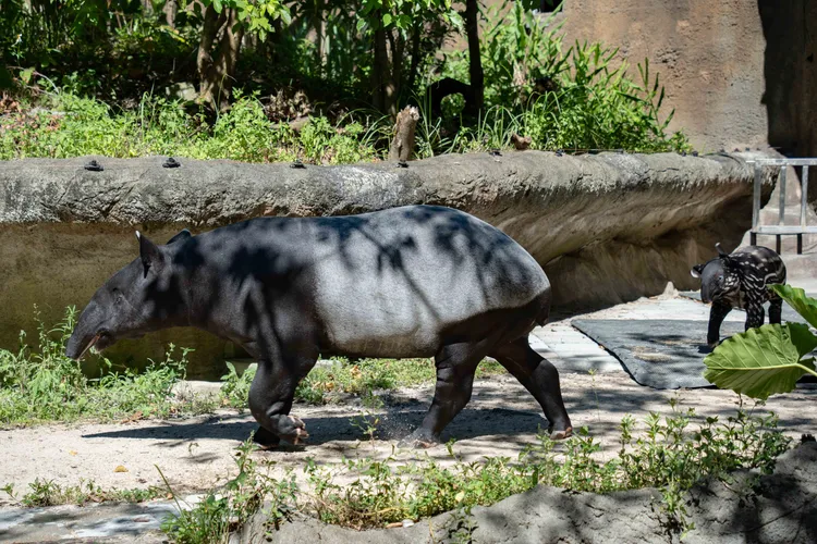 馬來貘寶寶莉姆路及為牠操心的母親貘莉。台北市立動物園提供