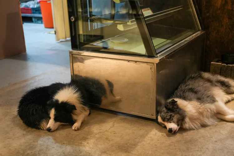 「快雲時晴」也是寵物友善餐廳，店內養了兩隻可愛的邊牧。田欣雲攝影