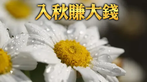 白露财星高照3生肖 No.1名气大涨吸资源