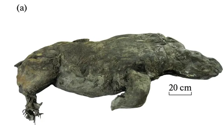 此次出土的披毛犀遺體，因被凍土覆蓋，保存的相當良好。翻攝自CNN
