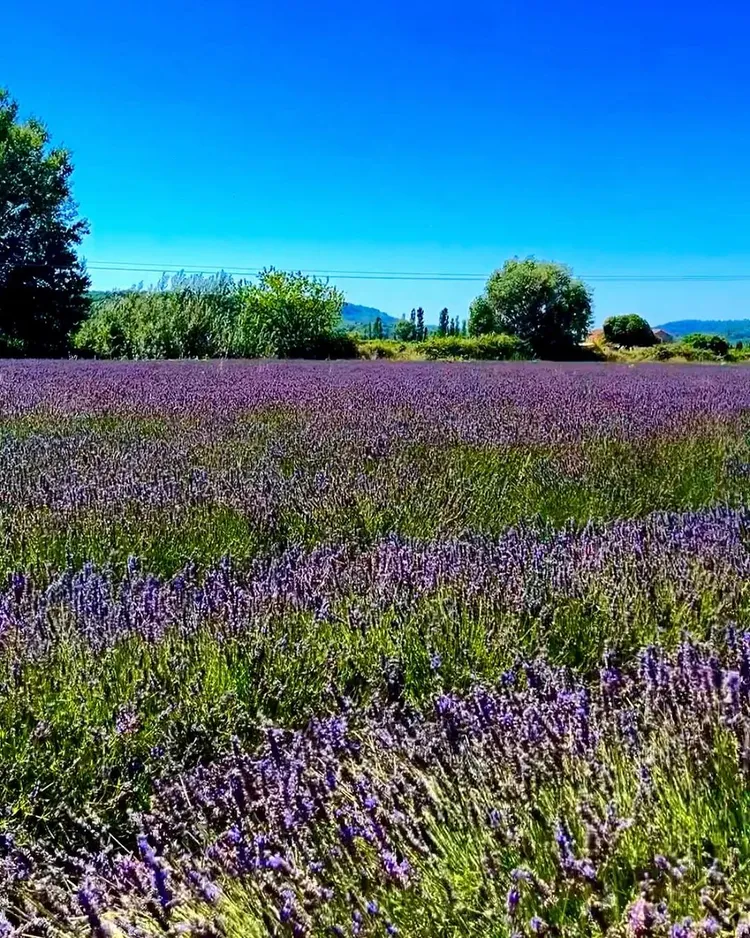 普羅旺斯的薰衣草田相當夢幻。翻攝曾馨瑩IG